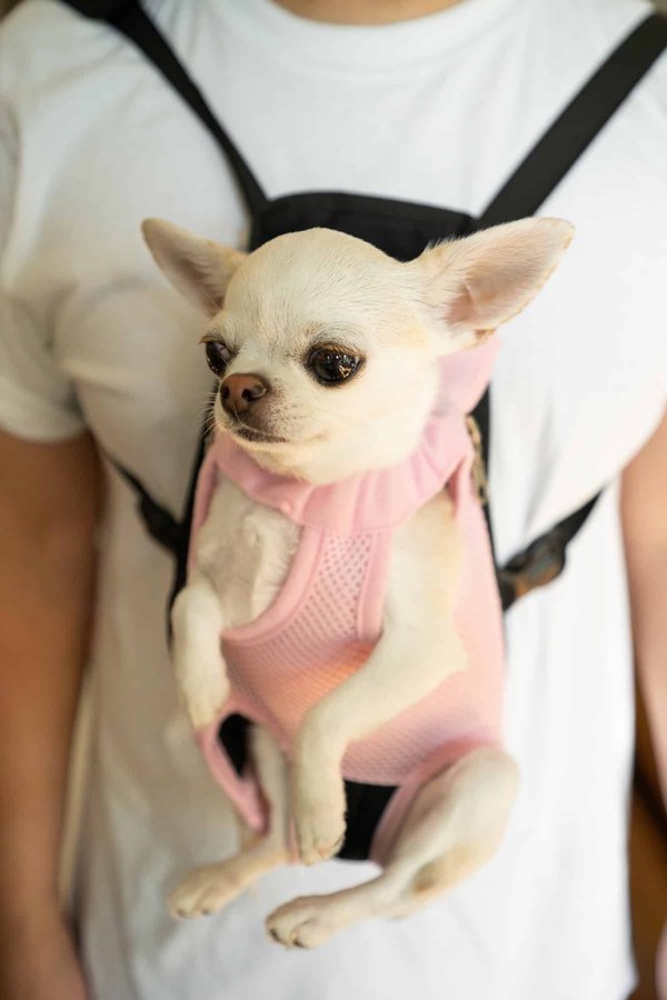 Quels harnais pour chien sont les meilleurs pour les chihuahua?