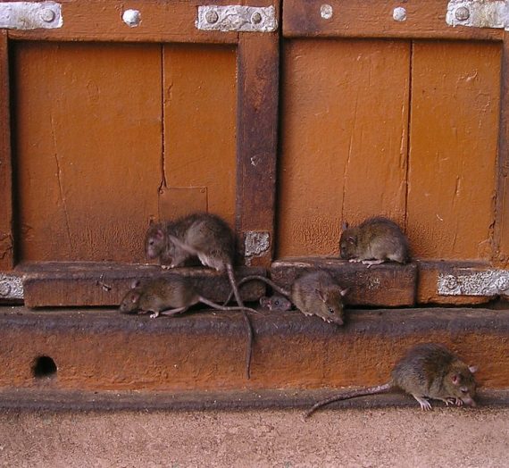 Des rats et des souris dans votre maison ? Faites appel à un professionnel !