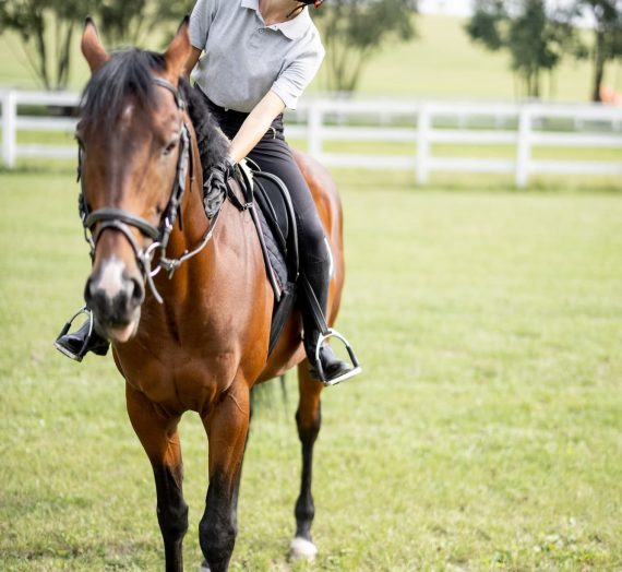 Les Étapes Clés pour Bien Débuter en Équitation : Conseils pour les Novices