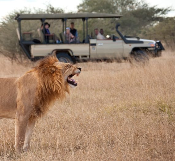 Les safaris au Kenya : Quelle faune majestueuse peut-on observer ?